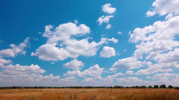 Поле під хмарним небом — стокове відео