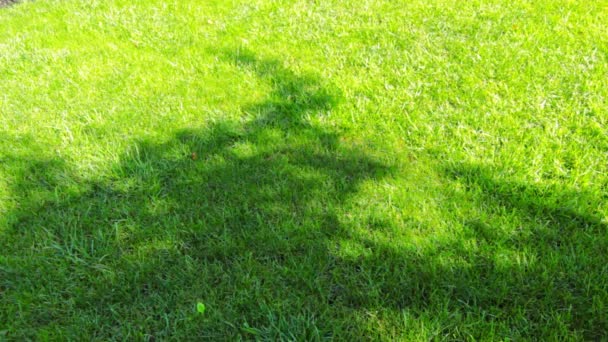 Tree shadows on grass — Stock Video