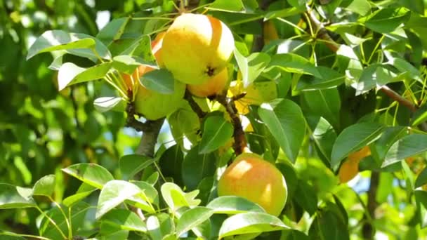 Deliciosas manzanas verdes — Vídeo de stock