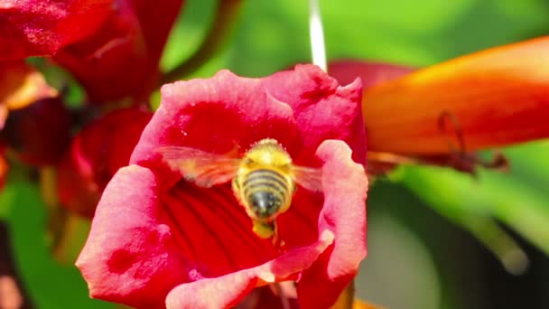 Μέλισσα με λουλούδι — Αρχείο Βίντεο