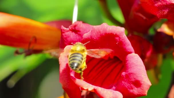 Hummel mit Blüte — Stockvideo