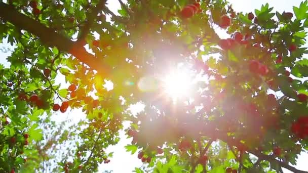 Hawthorn berries — Stock Video