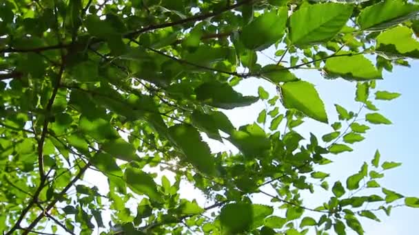feuilles vertes