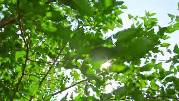 feuilles vertes