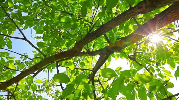 Feuillage vert 