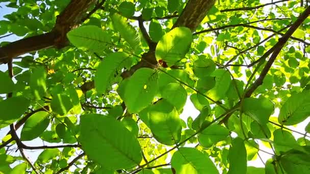 lumière du soleil à travers les feuilles