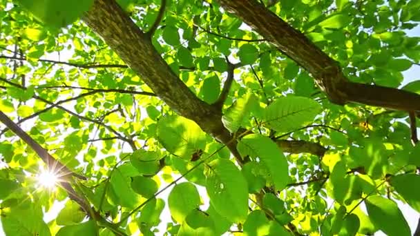 lumière du soleil à travers les feuilles