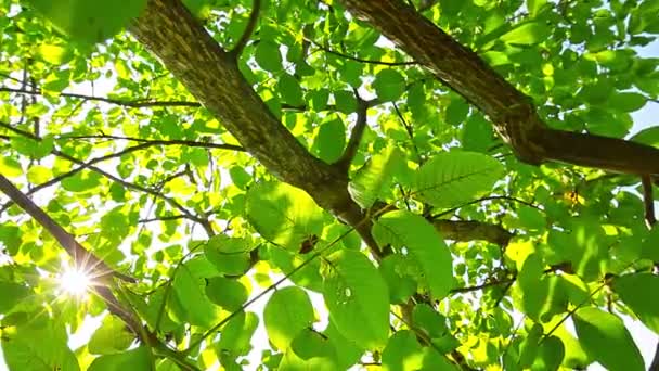 Sunlight through the leaves — Stock Video