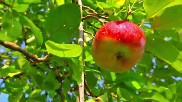 Red apple — Stock Video