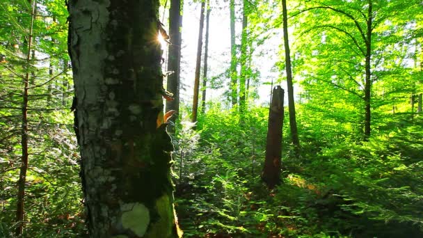 Manhã na floresta — Vídeo de Stock