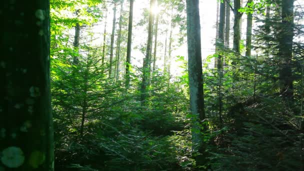 Manhã na floresta — Vídeo de Stock