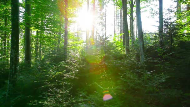 Утро в лесу — стоковое видео