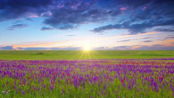 fleurs violettes