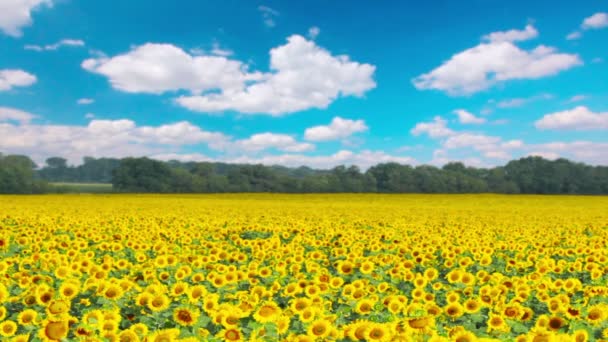 Sunflowers — Stock Video