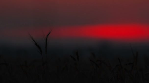 Grano dorato sopra il cielo del tramonto — Video Stock