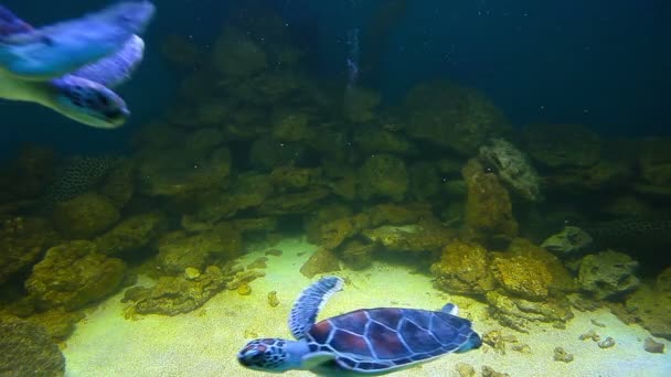 Sea turtles — Stock Video