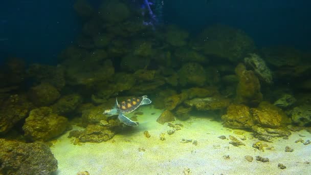 Deniz kaplumbağası — Stok video