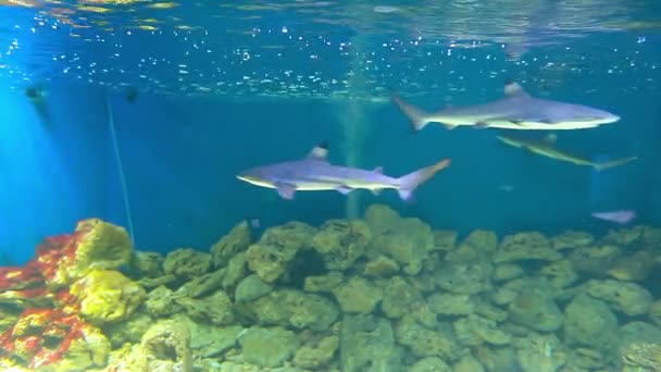 Tiburones en acuario — Vídeo de stock