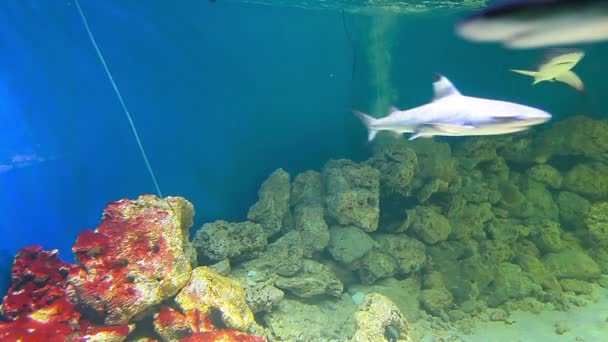 Tiburones en acuario — Vídeo de stock