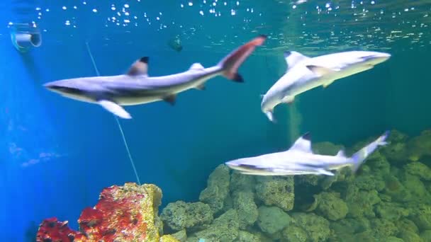 Hajar i akvarium — Stockvideo