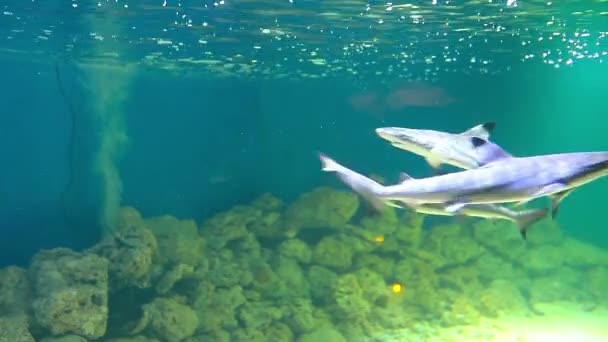 Акулы в аквариуме — стоковое видео