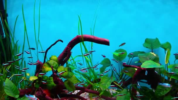 Coral fishes — Stock Video