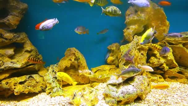 Коралловые рыбы — стоковое видео