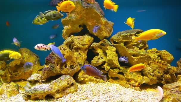 Coral fishes — Stock Video