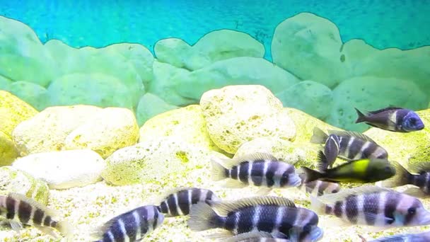 Coral fishes — Stock Video