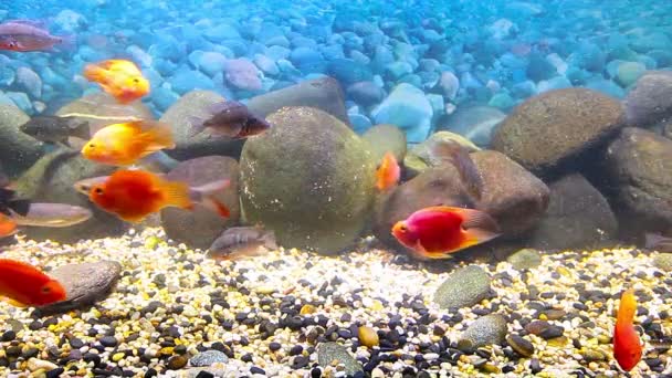 Peces de coral — Vídeo de stock