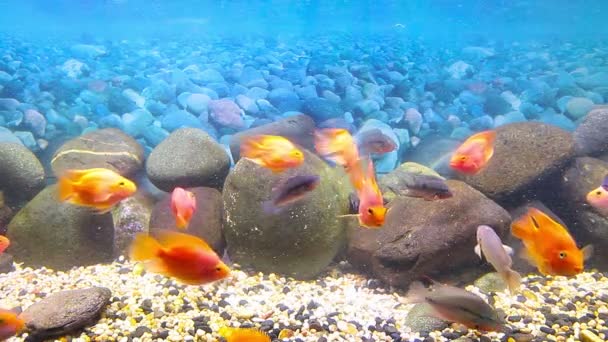 Poissons coralliens — Video