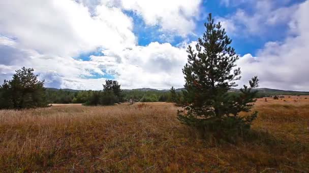 Bomen over bewolkte hemel — Stockvideo