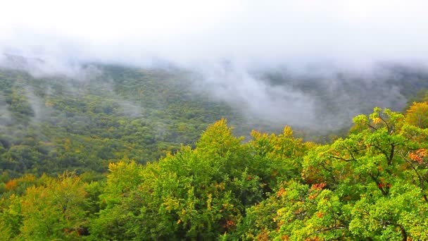 Mgła nad zielonym lasem — Wideo stockowe