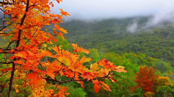 Yellow foliage — Stock Video