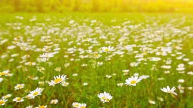 papatya çiçekleri alan