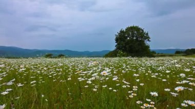 papatya çiçekleri alan