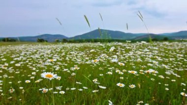 papatya çiçekleri alan