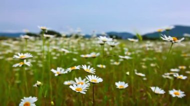 papatya çiçekleri alan