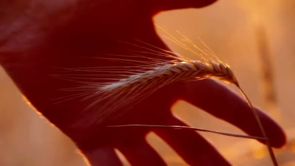 Hand with wheat — Stock Video