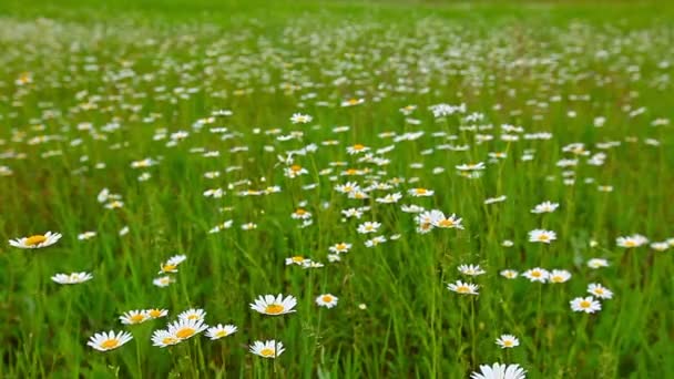 Kamille bloemen veld — Stockvideo