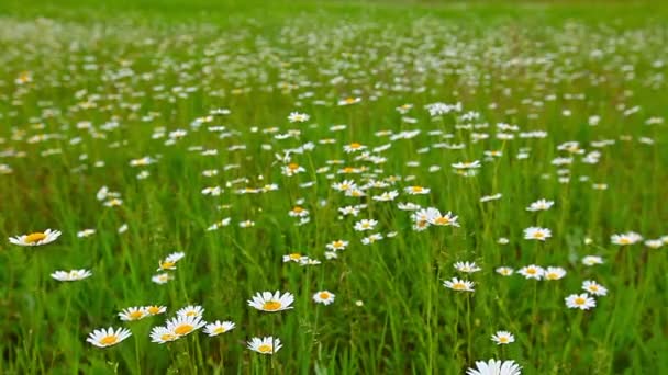 Camomila campo de flores — Vídeo de Stock