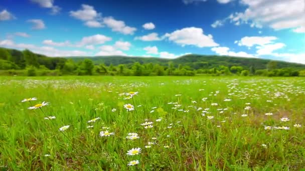 Camomila campo de flores — Vídeo de Stock