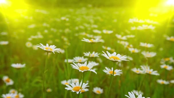 Chamomile flowers field — Stock Video