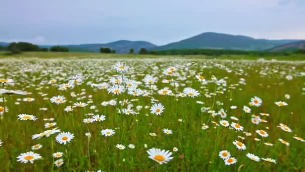 Camomila campo de flores — Vídeo de Stock