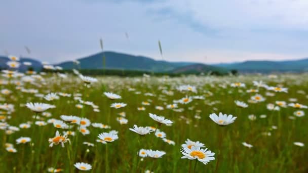 Kamille bloemen veld — Stockvideo