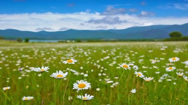 Camomila campo de flores — Vídeo de Stock