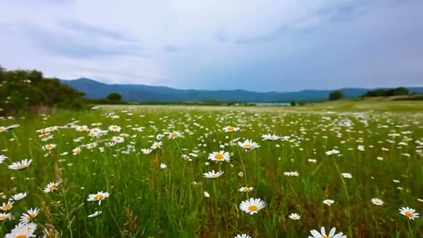 Heřmánek květiny pole — Stock video