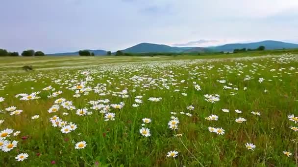 Champ de fleurs de camomille 
