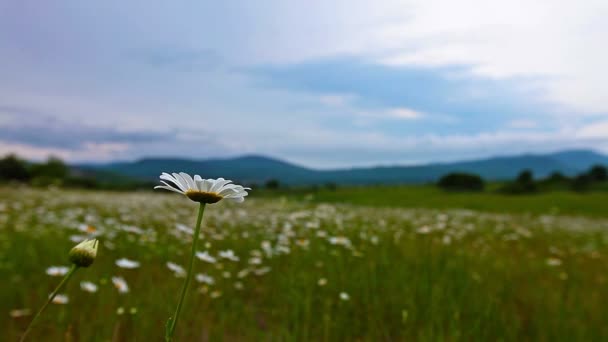 Kamille bloemen veld — Stockvideo