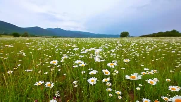 Champ de fleurs de camomille 
